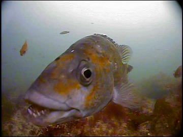 Tautog attack